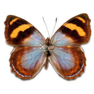 The Crinkled Banner butterfly